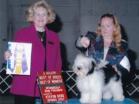 Esplendor Havanese puppies for sale Danville, IN