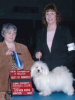 Esplendor Havanese puppies for sale Danville, IN