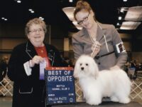 Esplendor Havanese puppies for sale Danville, IN