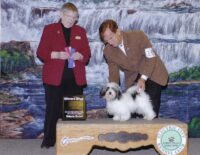 Esplendor Havanese puppies for sale Danville, IN