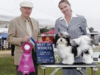 Esplendor Havanese puppies for sale Danville, IN