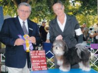 Esplendor Havanese puppies for sale Danville, IN