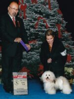 Esplendor Havanese puppies for sale Danville, IN