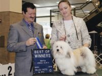 Esplendor Havanese puppies for sale Danville, IN