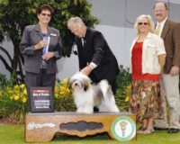 Esplendor Havanese puppies for sale Danville, IN