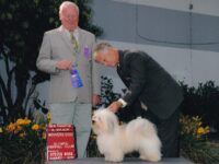 Esplendor Havanese puppies for sale Danville, IN