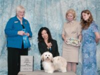Esplendor Havanese puppies for sale Danville, IN