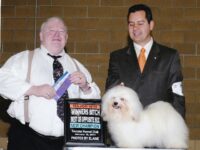 Esplendor Havanese puppies for sale Danville, IN