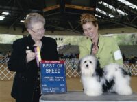 Esplendor Havanese puppies for sale Danville, IN