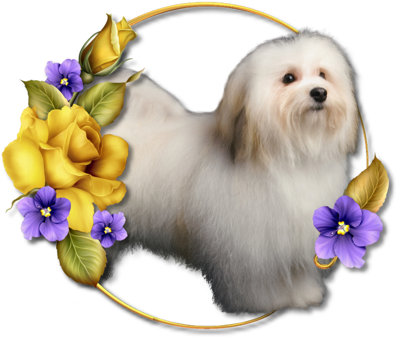 Havanese Puppies for sale Danville, IN