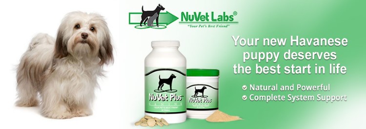 Havanese Puppies for sale Danville, IN