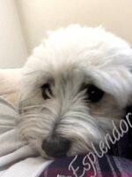 Available Havanese puppy WA