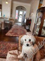 Available Havanese puppy WA