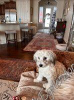 Available Havanese puppy WA