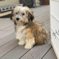 Available Havanese puppy WA