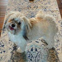 Available Havanese puppy WA