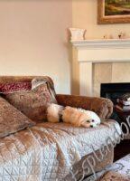 Available Havanese puppy WA