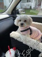 Havanese Puppies for sale Danville, IN