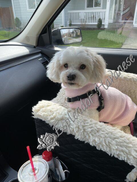 Havanese Puppies for sale Danville, IN