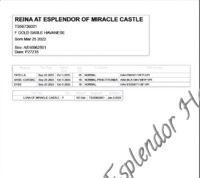 Available Havanese Puppy Danville, IN