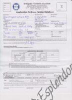 Available Havanese Puppy Danville, IN