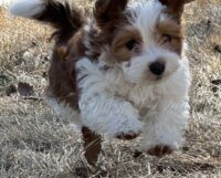 Available Havanese Puppy Danville, IN