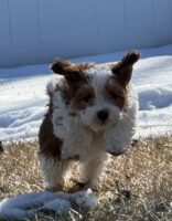 Available Havanese Puppy Danville, IN