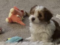 Available Havanese Puppy Danville, IN