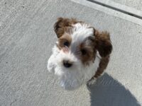 Available Havanese Puppy Danville, IN