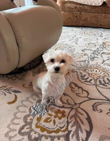Available Havanese puppy Danville, IN