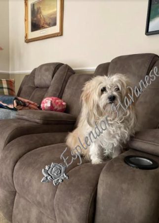 Available Havanese puppy Danville, IN