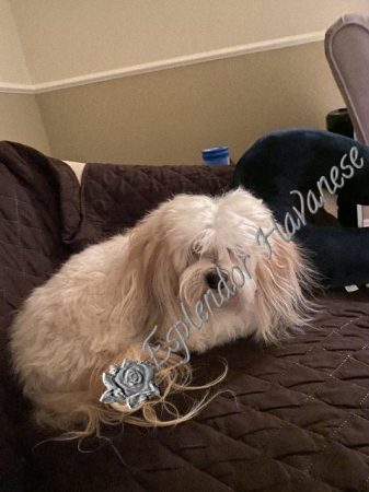 Available Havanese puppy Danville, IN