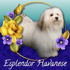 Havanese Puppies for sale Danville, IN