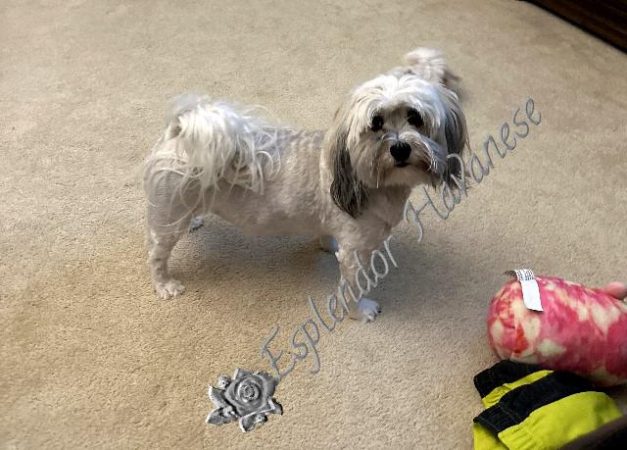 Available Havanese puppy Danville, IN