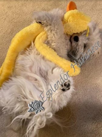 Available Havanese puppy Danville, IN