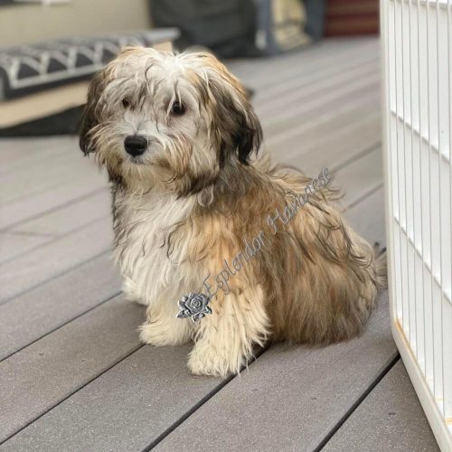 Available Havanese puppy WA
