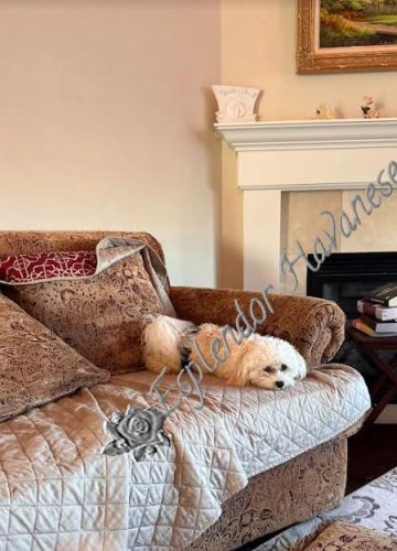 Available Havanese puppy WA