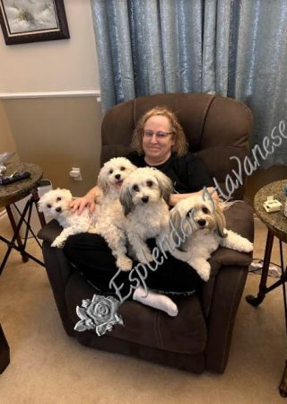 Available Havanese puppy Danville, IN