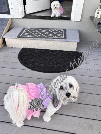 Available Havanese puppy Danville, IN